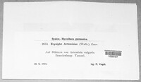 Golovinomyces artemisiae image
